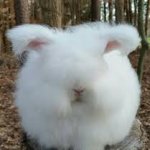 Fluffy bunny rabbut