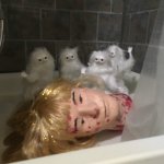Persian cats with bloody doll head