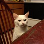 ANGRY CAT AT DINNER TABLE