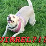 When my dog sees a squirrel | SQUIRREL?!?! | image tagged in excited dog,dog,doggo,puppy,squirrel,funny | made w/ Imgflip meme maker