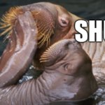 Walrus shut meme