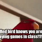 He knows your playing games in school | Red bird knows you are playing games in class!1!1!1 | image tagged in gifs,birds | made w/ Imgflip video-to-gif maker