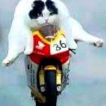 Cat on a motorcycle