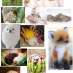 cute animals meme