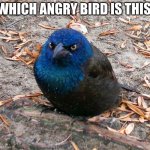 angry bird | WHICH ANGRY BIRD IS THIS. | image tagged in angrey bird in real life | made w/ Imgflip meme maker