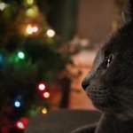 Cat Contemplating Christmas
