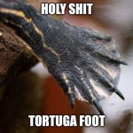 turtle foot | HOLY SHIT; TORTUGA FOOT | image tagged in turtle foot | made w/ Imgflip meme maker