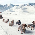 Dachshund Sled Dogs