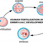 Zygote embryo