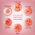 Human embryonic development