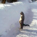 Cat Standing In The Snow