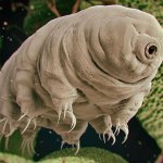 I'm a Tardigrade. I can live on the Moon.