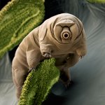 I'm a Tardigrade. I can survive 30 years without food & water.