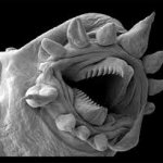 I'm a Tardigrade. I will survive.