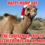 Christmas trips to seshlehem be like | HAPPY HUMP DAY; THE CHRISTMAS TRIP TO SESHLEHEM IS ON THE WAY | image tagged in christmas camel,memes,christmas memes,hump day,hump day camel | made w/ Imgflip meme maker