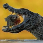 CROC EATS PIRANHA