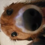 Wet dog