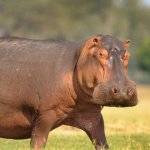 Hippo