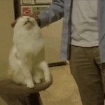 Attention cat GIF Template