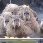Capybaras meme