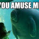 you amuse me meme