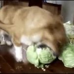 dog cabbage eater GIF Template