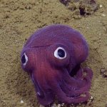 googly eyes squid