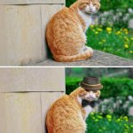 Dapper Cat