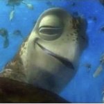 Nemo High Turtle