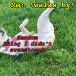 It’s like my super power | Me: *walks by*; Random thing I didn’t even touch | image tagged in doggo falling back,things falling for no reason,dog,super power,clutz,random | made w/ Imgflip meme maker