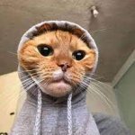 Cat with hoodie meme