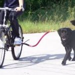 Bike leash dog