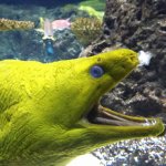 Laughting Moray Eel meme