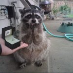 Racoon given a gift