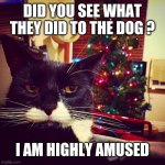 Christmas | DID YOU SEE WHAT THEY DID TO THE DOG ? I AM HIGHLY AMUSED | image tagged in christmas memes,cat memes,dog memes,pets,funny memes,amused | made w/ Imgflip meme maker