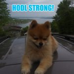 DOG ON IT. | WHEN THINGS DOWN HERE ON EARTH LOOK DARK... HODL STRONG! #DOGELON MARS | image tagged in hodl strong,elon musk,dogecoin,mars,cryptocurrency,the great awakening | made w/ Imgflip meme maker