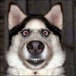 Smiling Dog