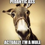 Mule | PEDANTIC ASS; ACTUALLY, I'M A MULE | image tagged in mule | made w/ Imgflip meme maker