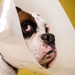 Cone of Shame - funny, humor dog