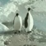 penguin push GIF Template