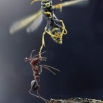 Ant v Wasp