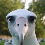 Staring albatross