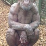 Chimp with muscles and big balls