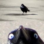 Oh My Cron | They named Cron after a crow. And OMI is an expletive for OH MY HELLA GOSH. | image tagged in omicron,crow,birds,memes,funny,demotivationals | made w/ Imgflip meme maker