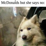 no big mac :( | When you ask mom for McDonalds but she says no: | image tagged in sad dog,big mac,mcdonalds,ronald mcdonald | made w/ Imgflip meme maker