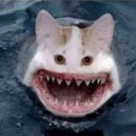 SHARK CAT meme