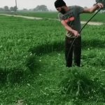 Cutting grass, scythe, mow GIF Template
