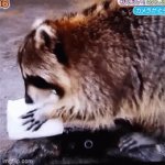 Christmas - Candy over lunch | Parents always say
"LUNCH BEFORE CANDY"; Me Eating candy canes unattended. | image tagged in gifs,demotivationals,christmas,candy cane,racoon | made w/ Imgflip video-to-gif maker