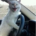 CRAZY CAT DRIVES CAR, LAUGHING CAT IN CAR meme