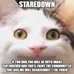 polite cat | STAREDOWN; IF YOU WIN,YOU WILL BE WITH IMAGE FLIP FOREVER AND YOU'LL ENJOY THE COMMUNITY,IF YOU LOSE,WE WILL ASSASSINATE 1 TIK-TOKER | image tagged in polite cat | made w/ Imgflip meme maker